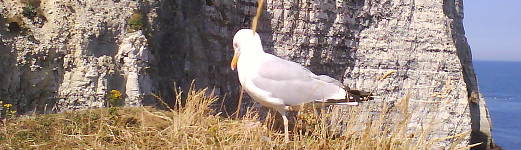 Œil vigilant de la mouette